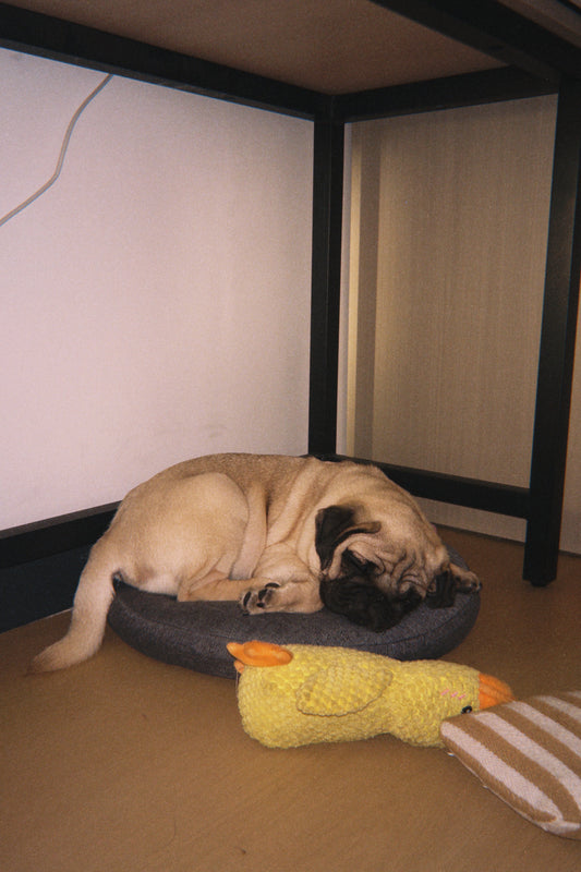 Discover the Joy of Pet Toys with Our Adorable Pug!